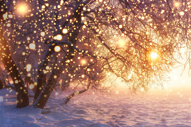Christmas. Nature. Winter landscape with shining snowflakes. Glowing lights on Xmas holidays. Frosty trees in sunlight. Sunshine. Snow and Frost. Magic winter nature. Winter wonderland stock photo