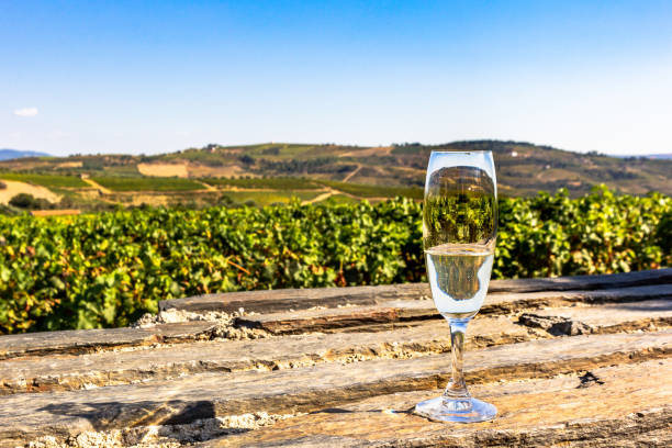 Glass of sparkling white wine on a Douro valley vineyard background stock photo