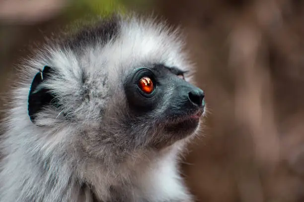 Diademed Sifaka. Diadema, endemic, endengered. Rare lemur,close up, portrait.(Propithecus diadema),Madagascar