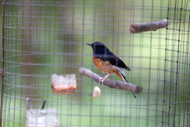 White-rumped Shama (Copsychus malabaricus) standing in cage