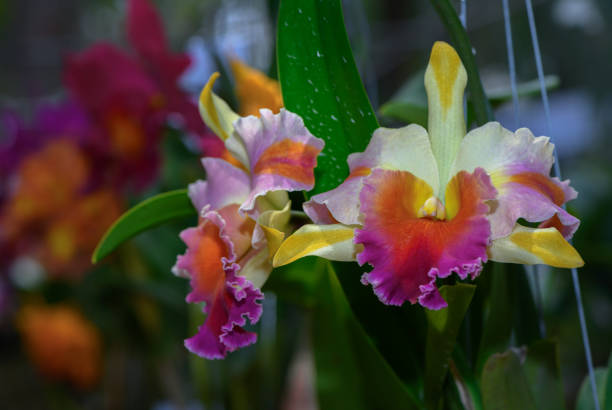Free Stock Photo of Pink Orchid Cattleya Hybrid Flower Closeup ...