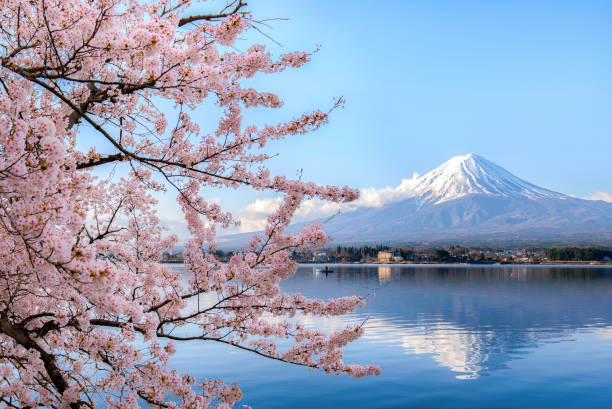 mount fuji am lake kawaguchiko mit kirschblüten in yamanashi in der nähe von tokio, japan. - berg fudschijama stock-fotos und bilder