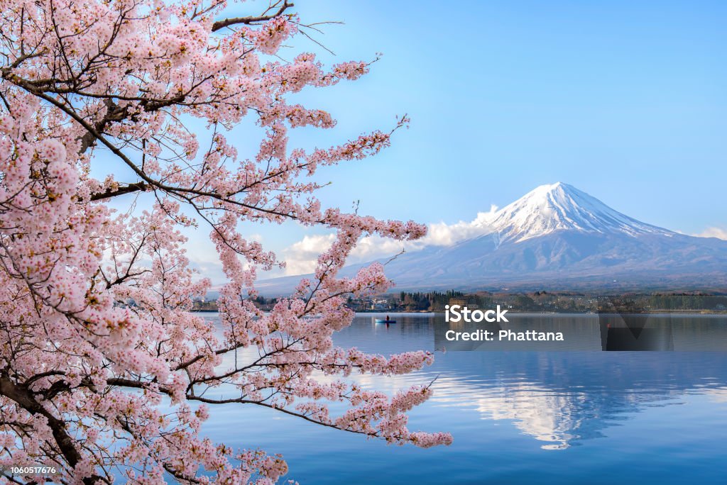 Mount fuji at Lake kawaguchiko with cherry blossom in Yamanashi near Tokyo, Japan. Japan Stock Photo