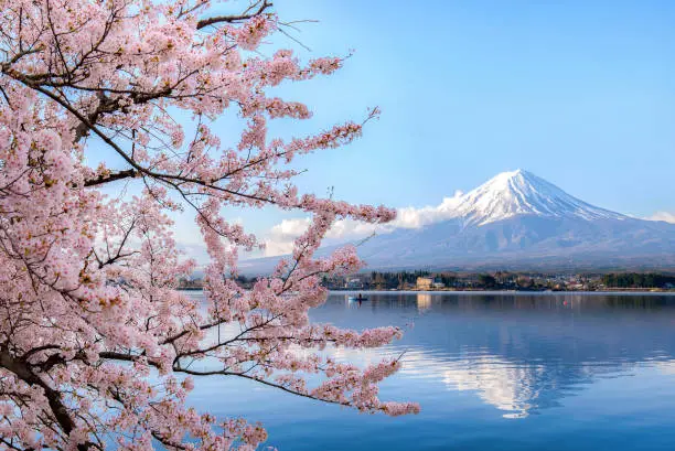 Photo of Mount fuji at Lake kawaguchiko with cherry blossom in Yamanashi near Tokyo, Japan.