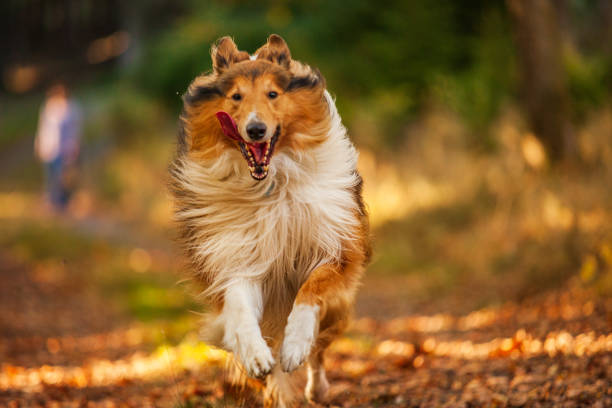 istock running dog in the forest 1060517884