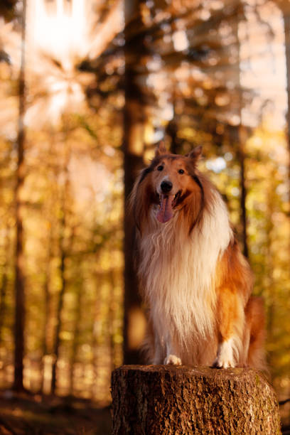 istock collie dog in the forest 1060517890
