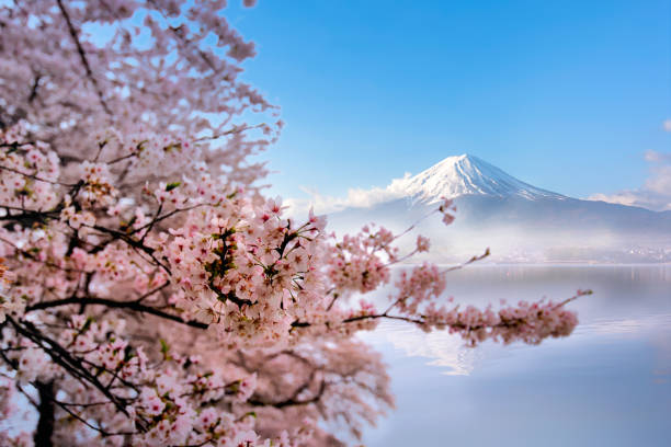 mount fuji am lake kawaguchiko mit kirschblüten in yamanashi in der nähe von tokio, japan. - feudalism stock-fotos und bilder