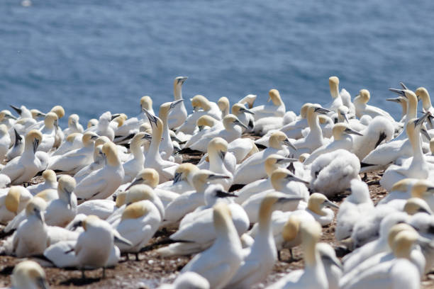 istock Northern Gannet Colony 1060518614