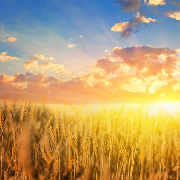 istock beautiful summer wheat field at the sunset 1060518720