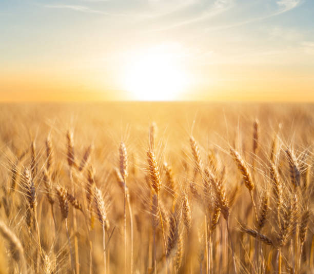 istock closeup summer wheat field at the sunset 1060518762