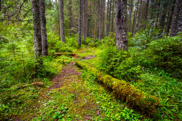 istock beautiful wet fir tree forest in a green moss 1060519084