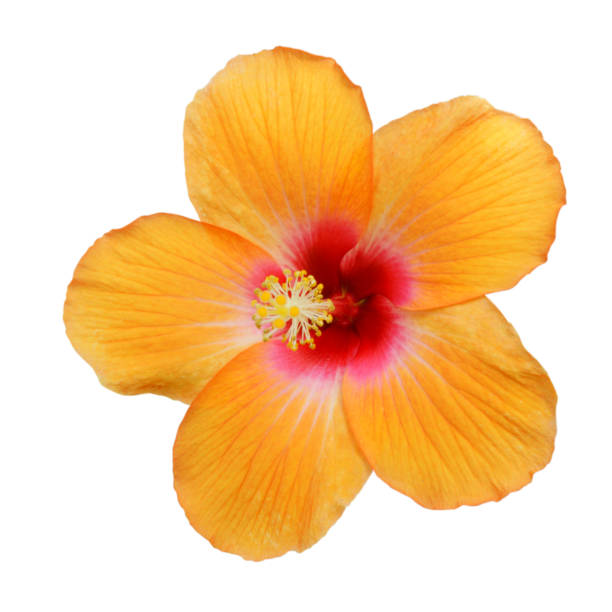 istock Yellow Hibiscus on white background with path 1060519120