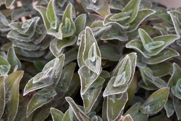 istock Tradescantia sillamontana 1060519188