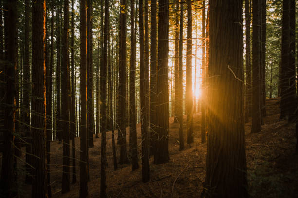 istock Redwood forest at sunset 1060521458