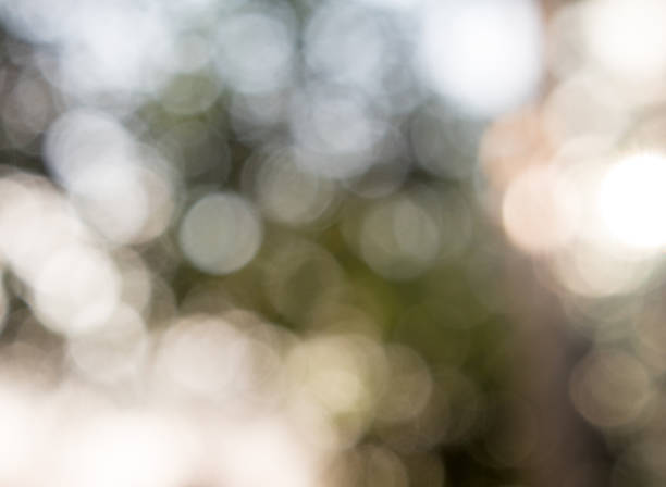 istock Trees and green leaves background in blur focus 1060521696