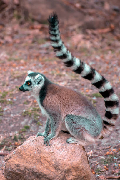 istock Ring Tailed Lemur  kata ,Portrait,Close up Ring-tailed lemur, Madagascar 1060521958