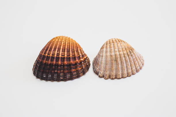 istock Close up of seashell on white background. 1060524030