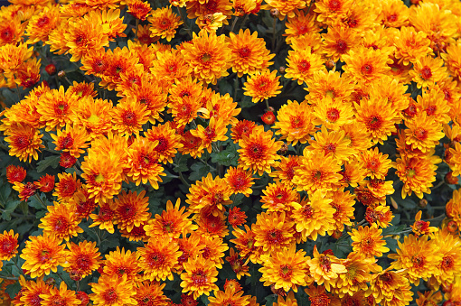 Vibrant background of beautiful chrysanthemum flowers.