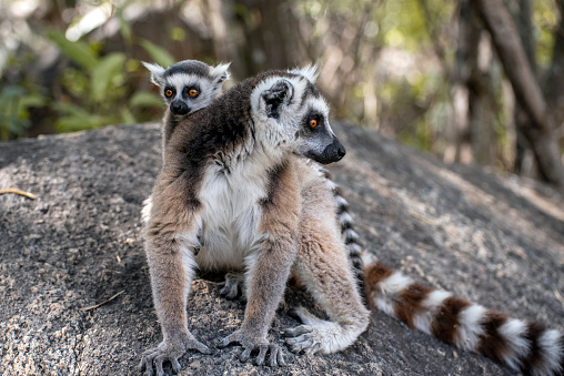 Close up Ring-tailed lemur baby and mother, mother breastfeeding her baby. In wild nature