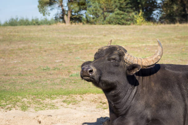 istock Buffalo enjoys the sun 1060525024
