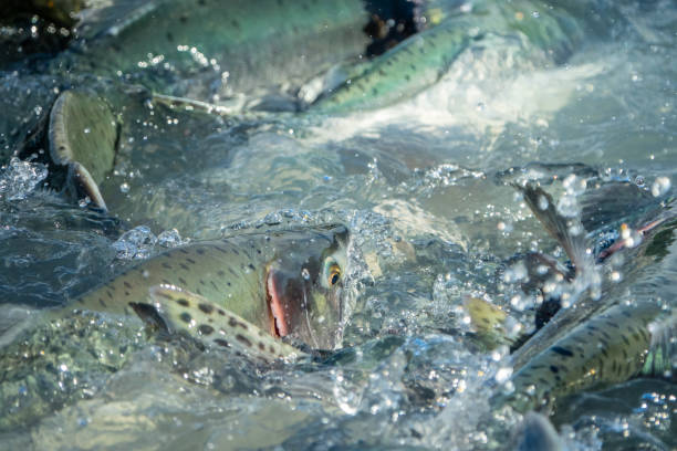 istock Salmon fish swimming up the river 1060529114