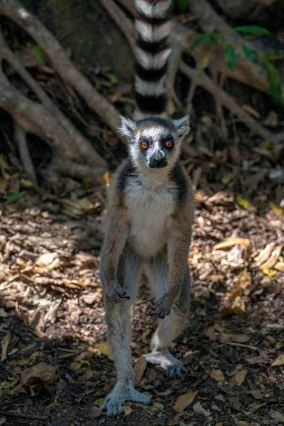 istock Ring Tailed Lemur  kata ,Portrait,Close up Ring-tailed lemur, Madagascar 1060529128