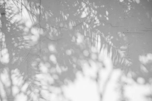 Black and White abstract background textuer of shadows leaf on a concrete wall