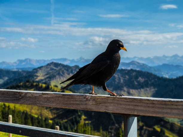 istock Hochgrat Bavaria 1060529256