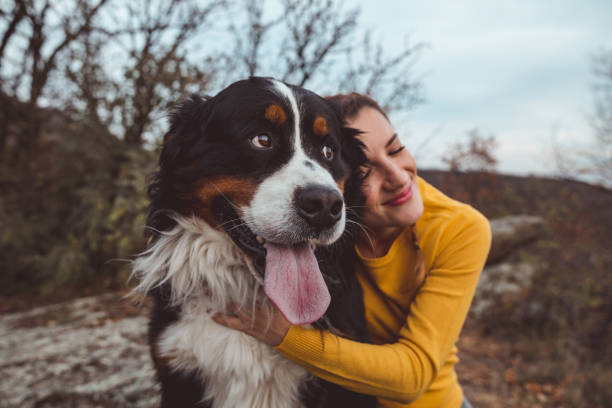 jeune femme avec chien - saint bernard photos et images de collection