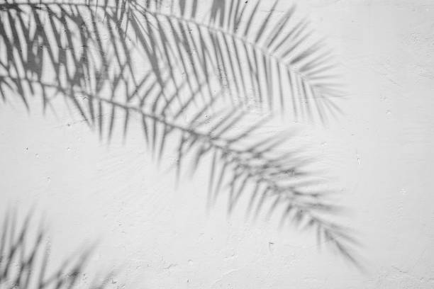 istock Black and White abstract background textuer of shadows leaf on a concrete wall 1060529380