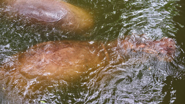 istock Under Water Hippopotamus (Hippopotamus Amphibius). Khaokheow  Zoo, Thailand. 1060529954