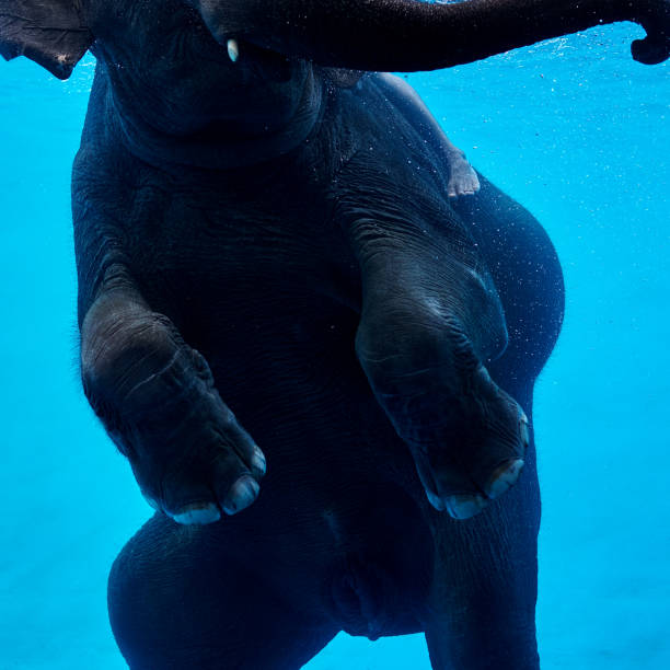 istock Close up. Baby Elephant Playing in Water. 1060531062