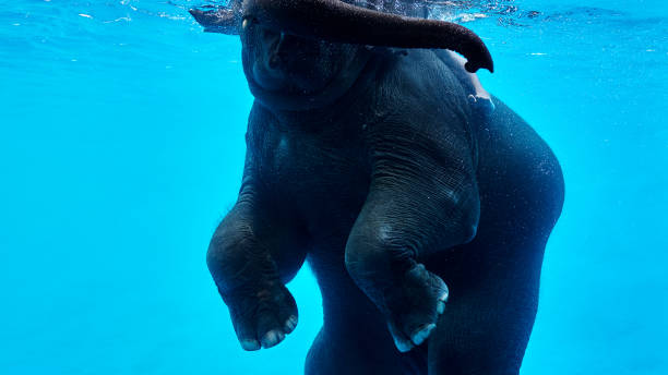 istock Close up. Baby Elephant Playing in Water. 1060532074