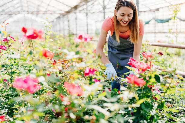 plantas de poda rosa jardineiro profissional - garden center flower women plant - fotografias e filmes do acervo