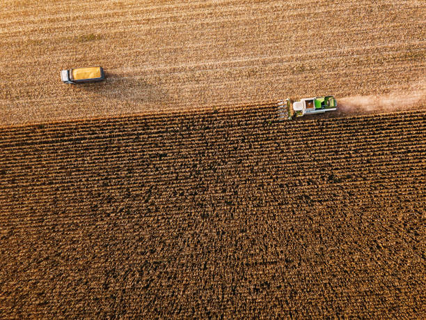 istock Harvesting the ripe crop 1060532416
