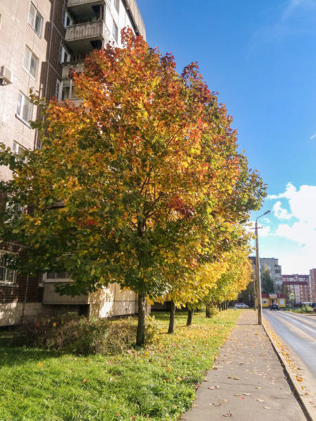 istock Autumn maples at home. 1060532952