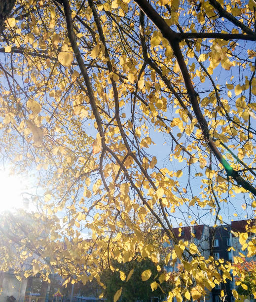 istock The sun through the yellow leaves. 1060533000