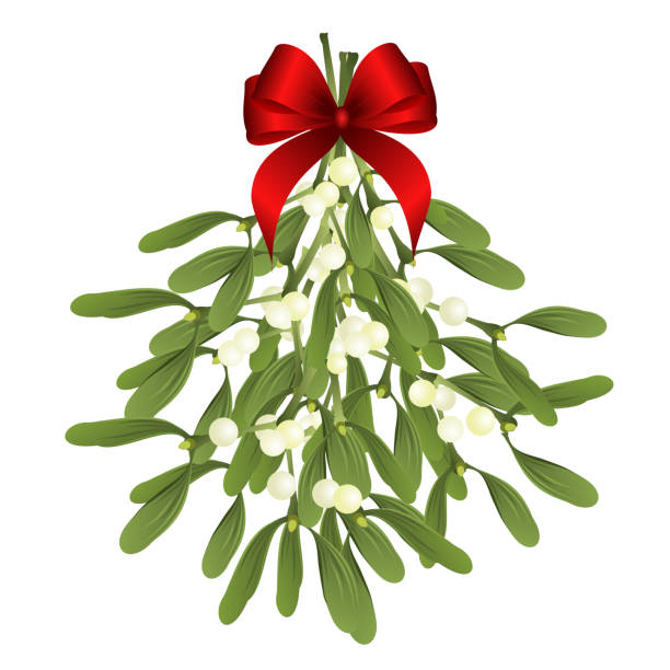 mistel zweige mit roter schleife, vektor-illustration für weihnachten design. - mistletoe stock-grafiken, -clipart, -cartoons und -symbole