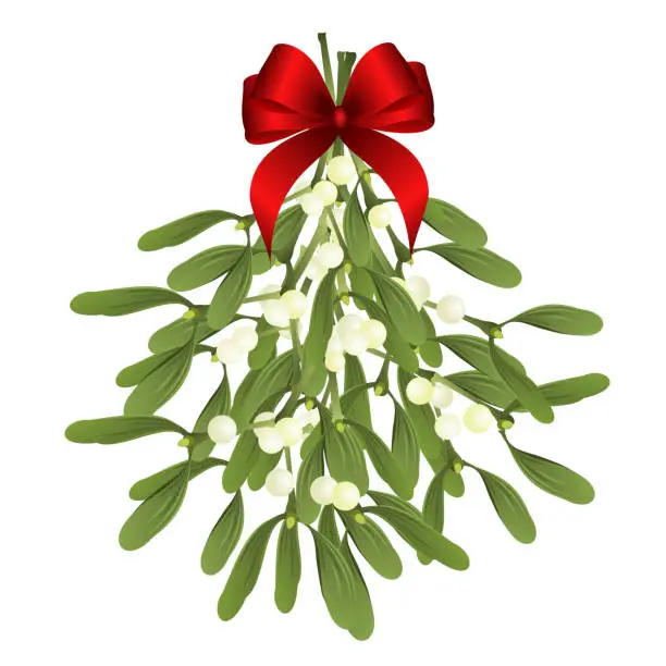 Vector illustration of Mistletoe sprigs with red bow, vector illustration for Christmas design.