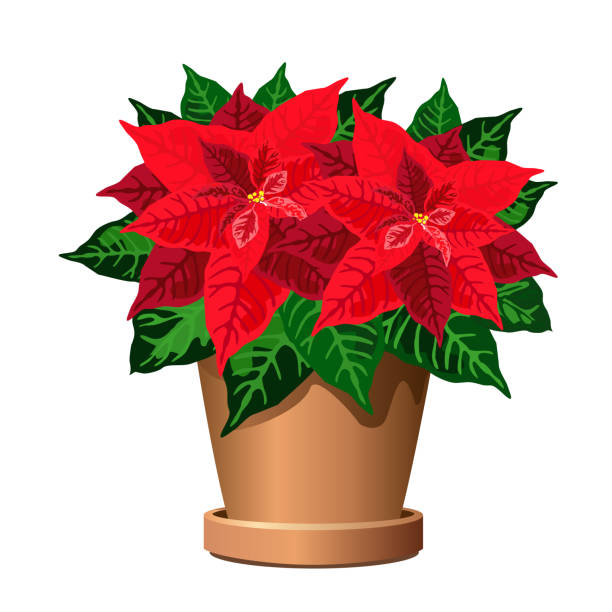 ilustraciones, imágenes clip art, dibujos animados e iconos de stock de poinsettia planta en maceta, ilustración del vector. - poinsettia flower potted plant plant