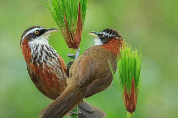 istock Taiwan Scimitar-babbler, bird, affectionate, two birds 1060534494