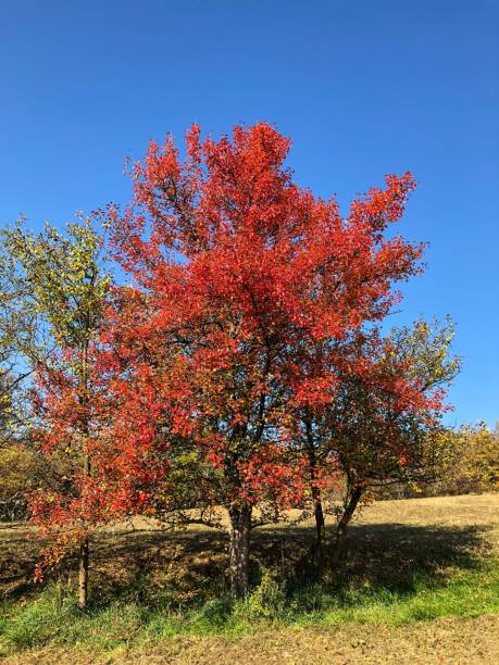 istock Colorful pear tree in autumn 1060535144