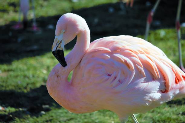 istock Pink Flamingo 1060535490