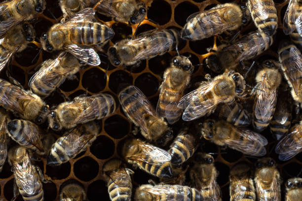 istock Bee turns nectar into fresh and healthy honey. 1060539232