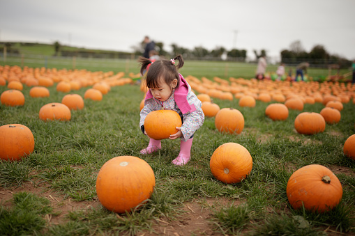 toddler girl picking pumpkin in farm