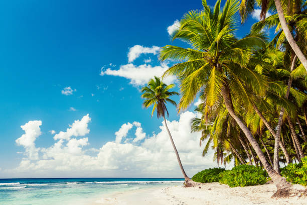 istock Saona Island, Dominican Republic 1060544896