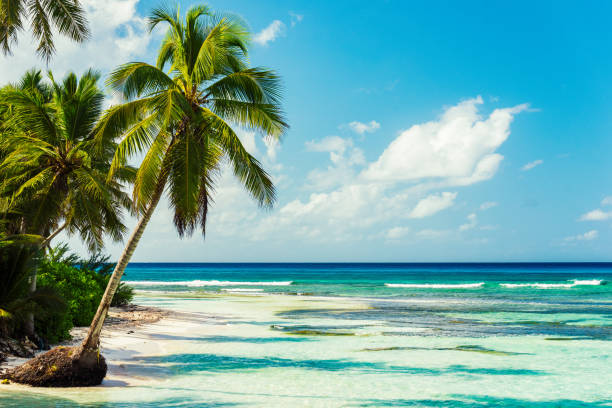 istock Saona Island, Dominican Republic 1060544944