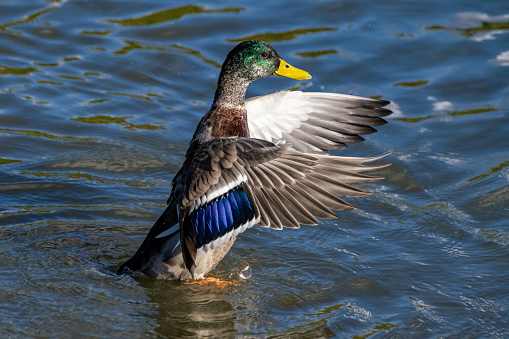 Male mallard drake flapping wings