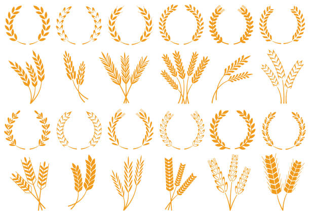 Wheat or barley ears. Harvest wheat grain, growth rice stalk and bread grains isolated vector set Wheat or barley ears. Harvest wheat grain, growth rice stalk and whole bread grains or field cereal nutritious rye grained agriculture products ear symbol. Isolated vector icons set plant stem stock illustrations