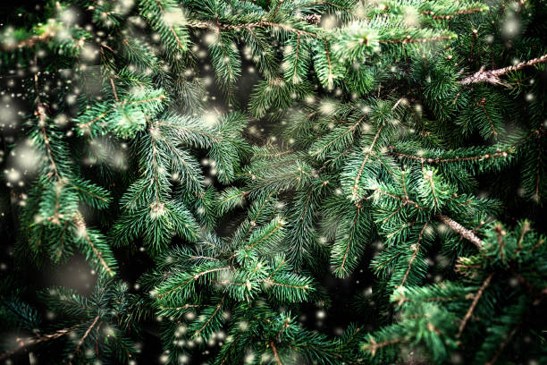 istock Merry Christmas Background with falling snowflakes and fir tree branches. Copy space.